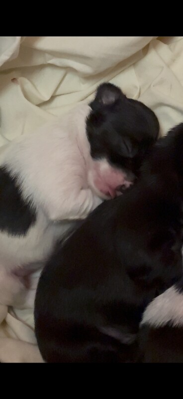 Chihuahua puppies for sale in Stockton-on-Tees, Durham – 11 weeks old - Image 5 of 5