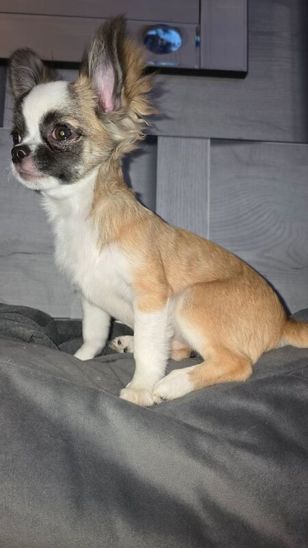 Chihuahua puppies for sale in Dumbarton, Dunbartonshire – 4 months old
