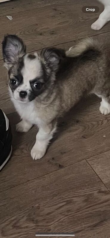 Chihuahua puppies for sale in Dumbarton, Dunbartonshire – 5 months old - Image 2 of 3