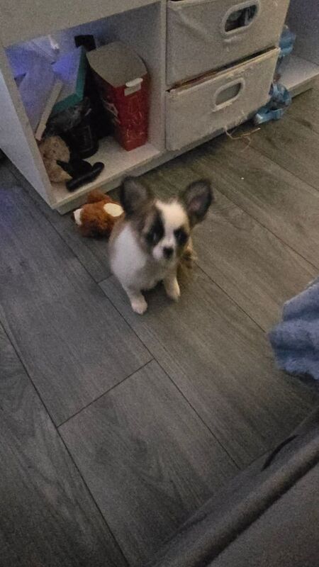 Chihuahua puppies for sale in Dumbarton, Dunbartonshire – 5 months old - Image 3 of 3