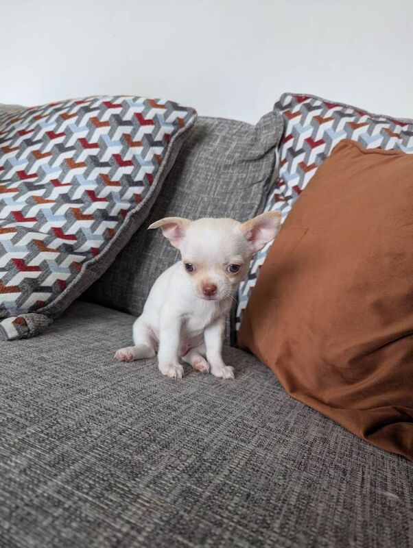 Two chihuahua boys for sale