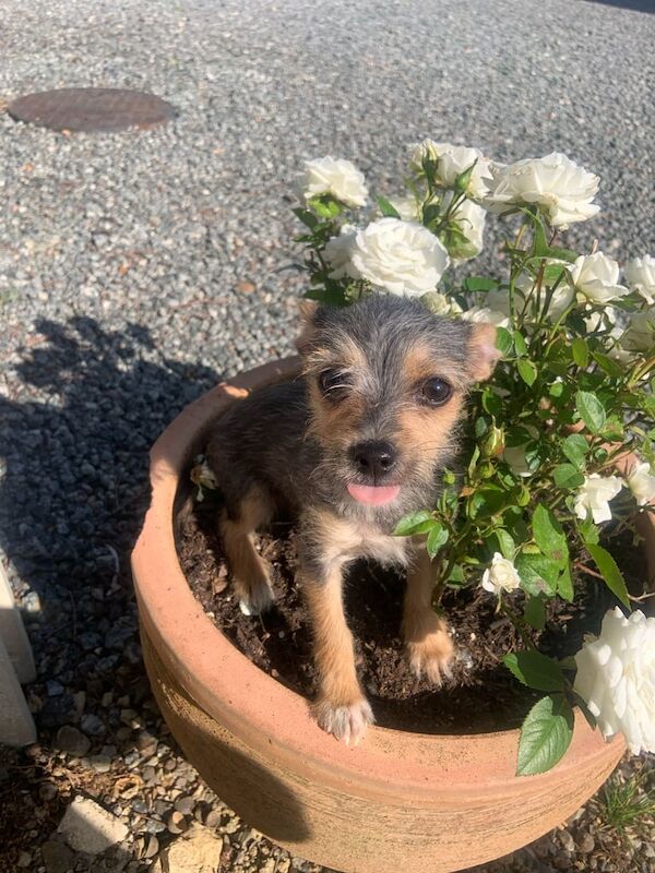 Chihuahua puppies for sale in Paddock Wood, Kent – 3 months old