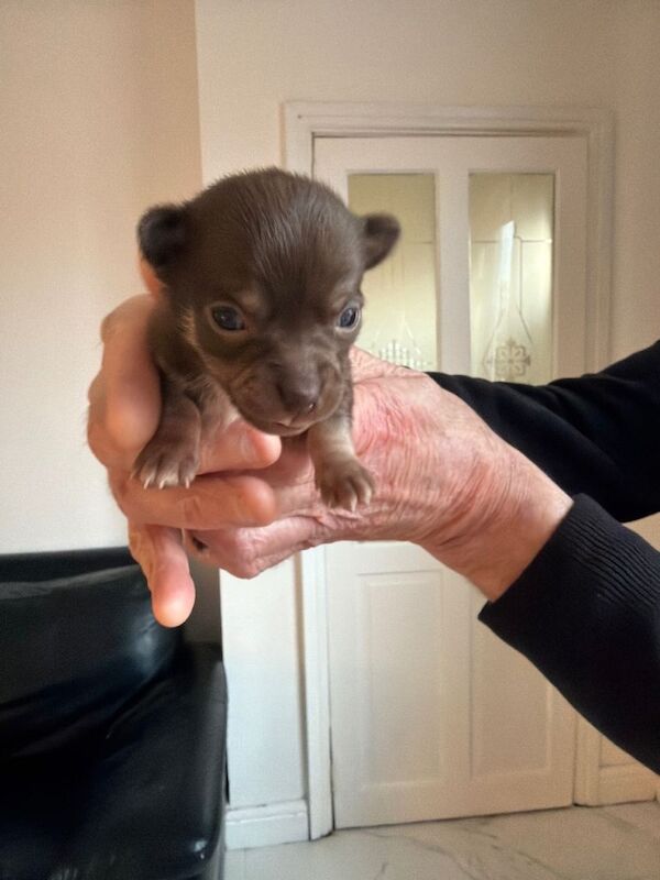Kennel Club Registered Chihuahua Puppies For Sale