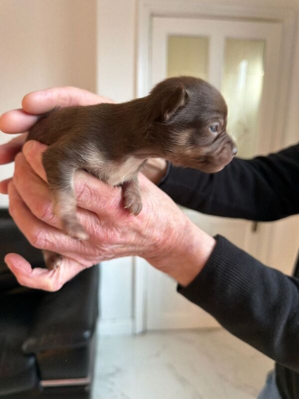 Two chihuahua puppies - Image 2 of 4