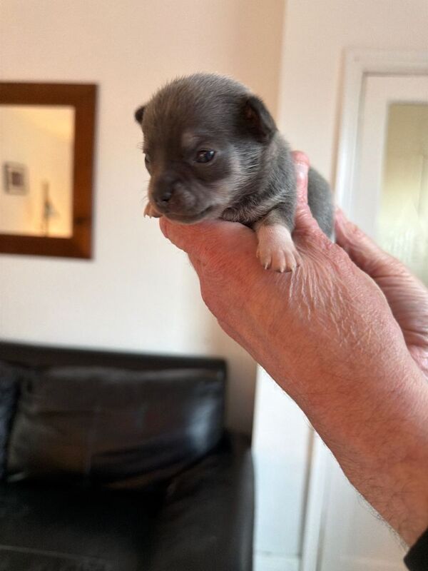 Two chihuahua puppies - Image 3 of 4