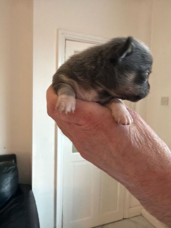 Two chihuahua puppies - Image 4 of 4