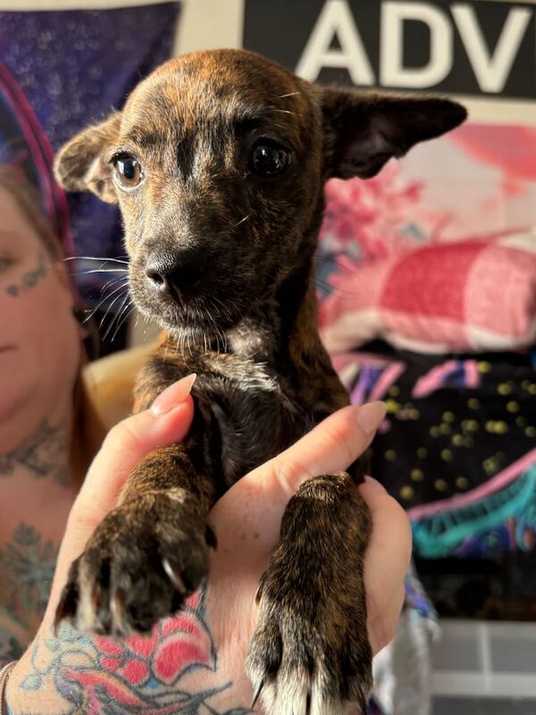 Two female mutts for sale in Dursley, Gloucestershire