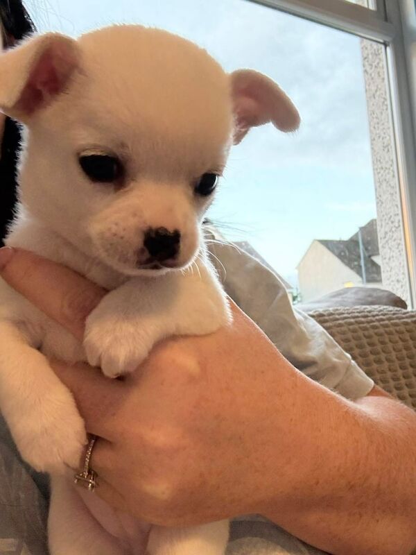 Chihuahua puppies for sale in Coatbridge, Lanarkshire – 6 weeks old