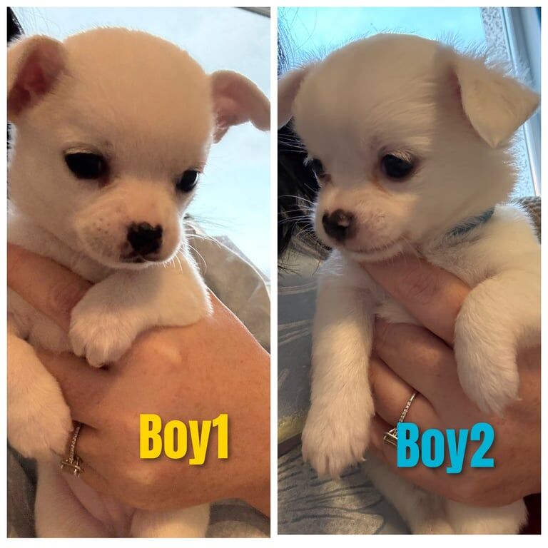 Chihuahua puppies for sale in Coatbridge, Lanarkshire – 6 weeks old - Image 2 of 3