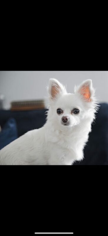 Chihuahua puppies for sale in Coatbridge, Lanarkshire – 6 weeks old - Image 3 of 3
