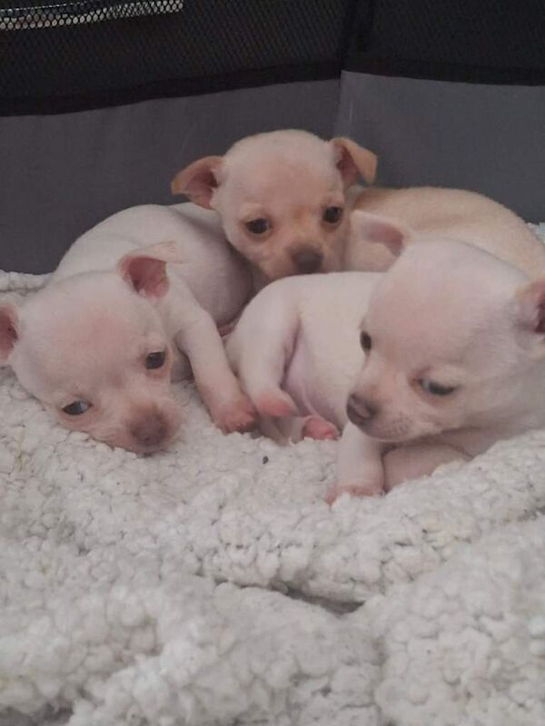 White Chihuahua puppies - Image 2 of 4