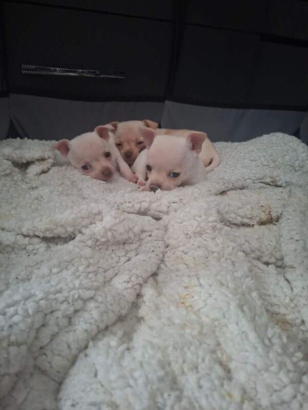 White Chihuahua puppies - Image 3 of 4