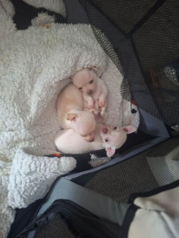 White Chihuahua puppies - Image 4 of 4