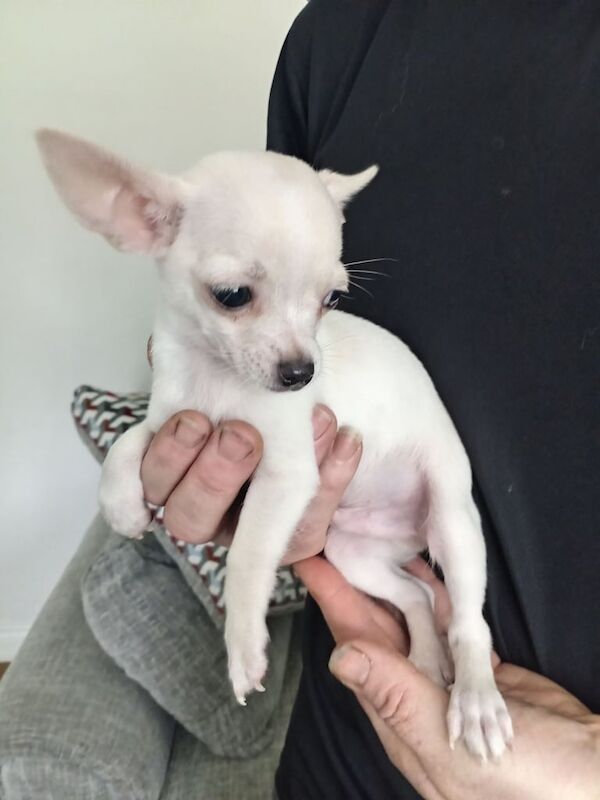 Chihuahua puppies for sale in Magherafelt, County Londonderry – 10 weeks old
