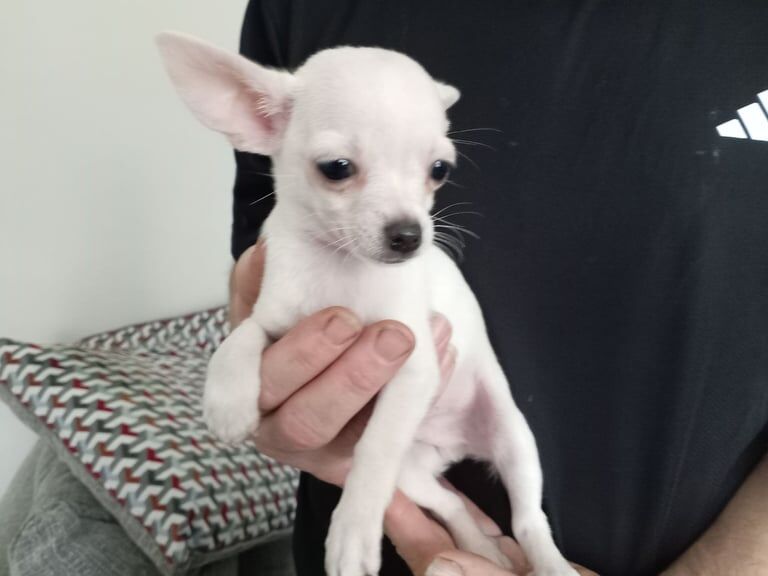 Chihuahua puppies for sale in Magherafelt, County Londonderry – 10 weeks old - Image 2 of 3
