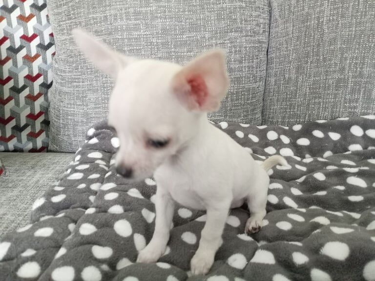 Chihuahua puppies for sale in Magherafelt, County Londonderry – 10 weeks old - Image 3 of 3