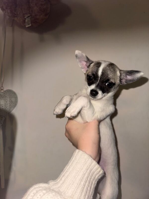 Chihuahua puppies for sale in Headington, Oxfordshire – 9 weeks old