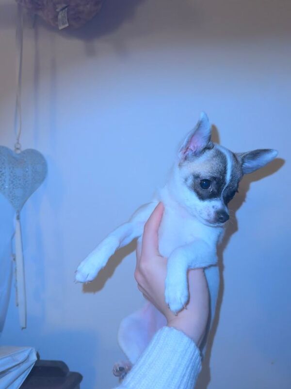 Chihuahua puppies for sale in Headington, Oxfordshire – 9 weeks old - Image 2 of 6