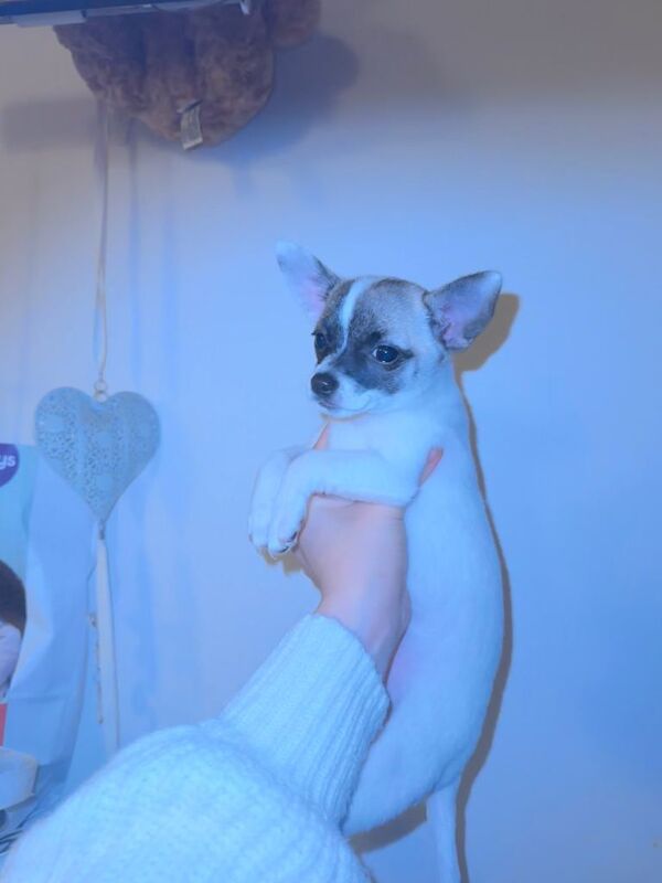 Chihuahua puppies for sale in Headington, Oxfordshire – 9 weeks old - Image 3 of 6