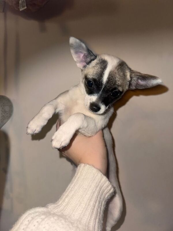 Chihuahua puppies for sale in Headington, Oxfordshire – 9 weeks old - Image 4 of 6