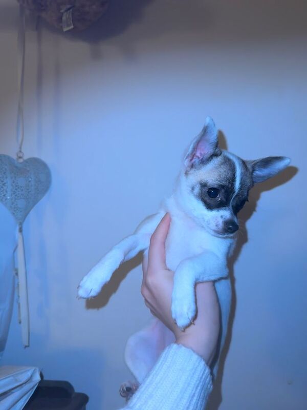 Chihuahua puppies for sale in Headington, Oxfordshire – 9 weeks old - Image 5 of 6