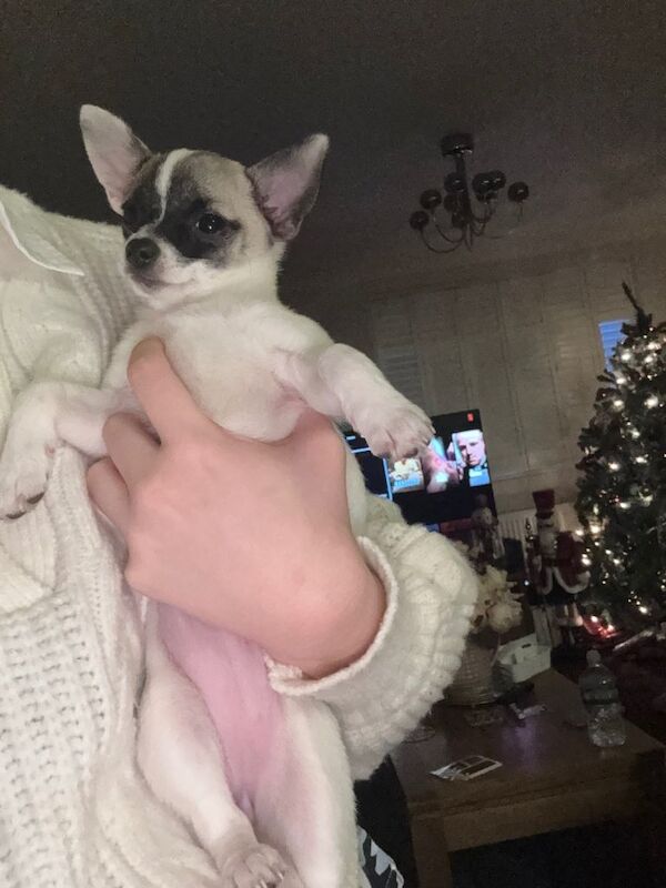 Chihuahua puppies for sale in Headington, Oxfordshire – 9 weeks old - Image 6 of 6