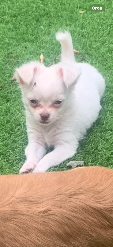 Chihuahua Puppies For Sale Under £1,000