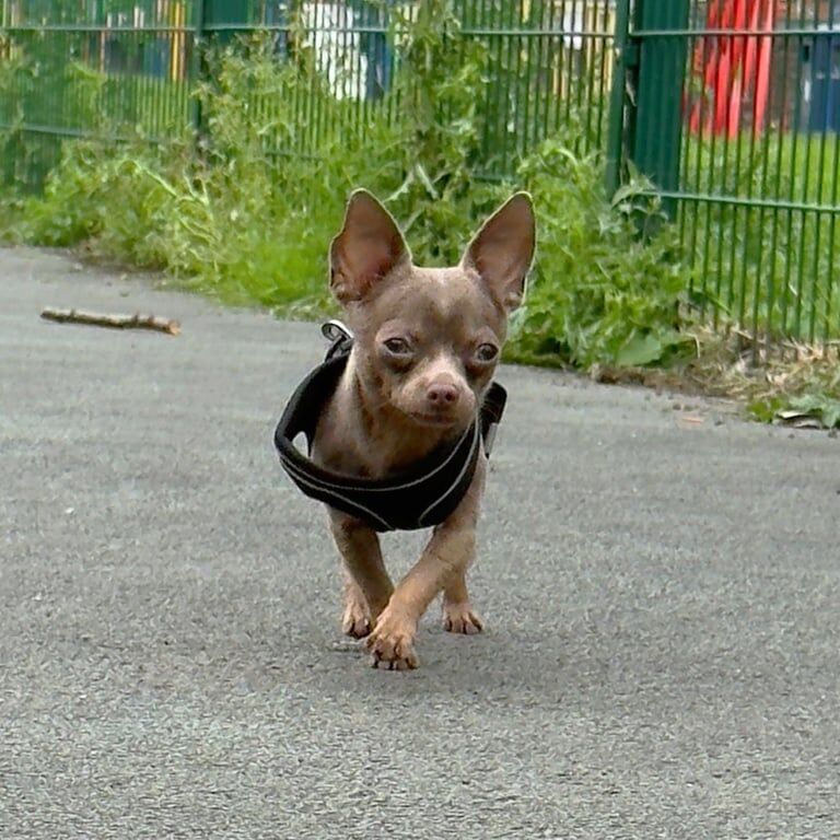 Chihuahua puppies for sale in Hyde, Greater Manchester – 8 months old