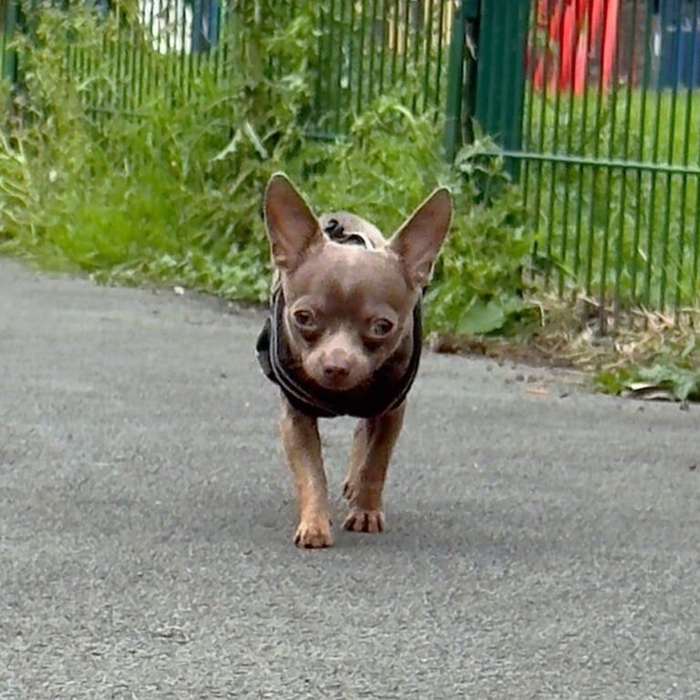Chihuahua puppies for sale in Hyde, Greater Manchester – 8 months old - Image 2 of 2