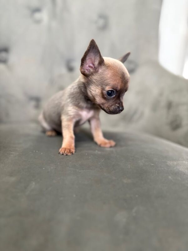 Chihuahua puppies for sale in Norwich, Norfolk – 8 weeks old