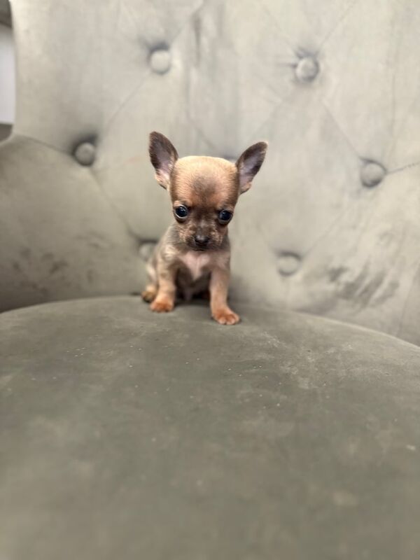 Chihuahua puppies for sale in Norwich, Norfolk – 8 weeks old - Image 2 of 3