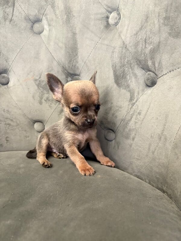 Chihuahua puppies for sale in Norwich, Norfolk – 8 weeks old - Image 3 of 3