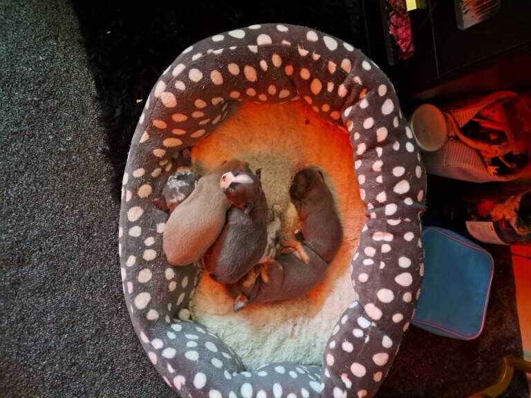 Chihuahua Puppies For Sale Under £1,000