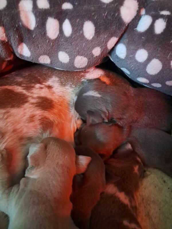 You can see mum and dad in the plctures. Come and see THEM lf you want a puppy - Image 2 of 4