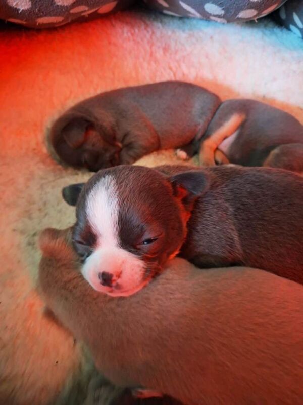 You can see mum and dad in the plctures. Come and see THEM lf you want a puppy - Image 3 of 4