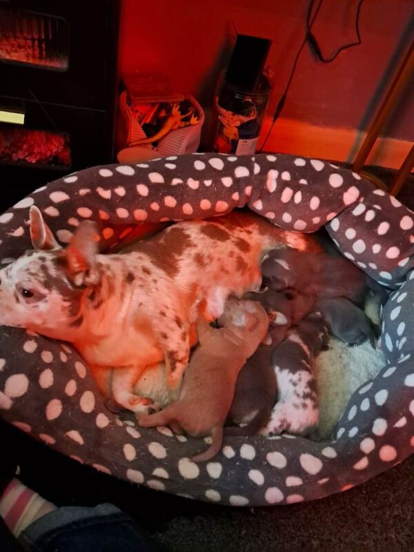 You can see mum and dad in the plctures. Come and see THEM lf you want a puppy - Image 4 of 4