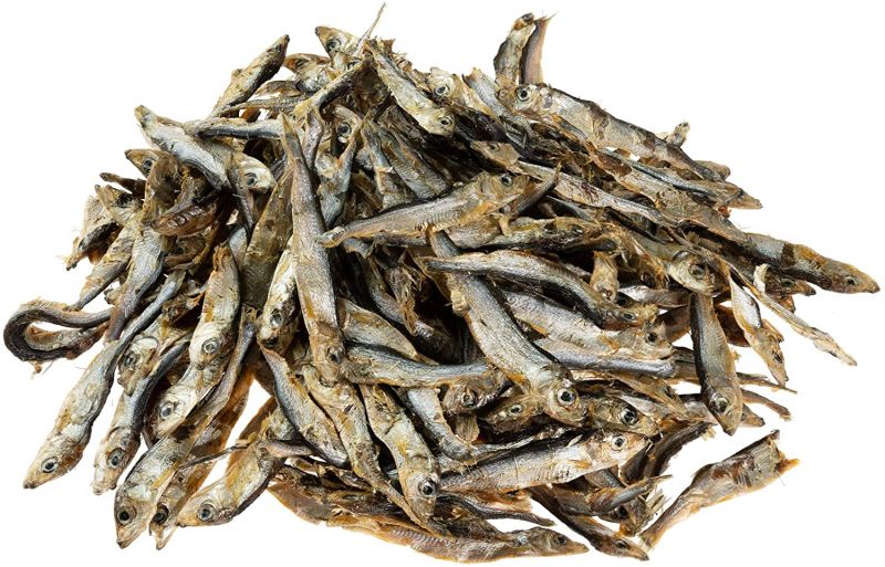 Chihuahua puppies for sale in – a few seconds old