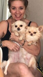 MM Chihuahua UK