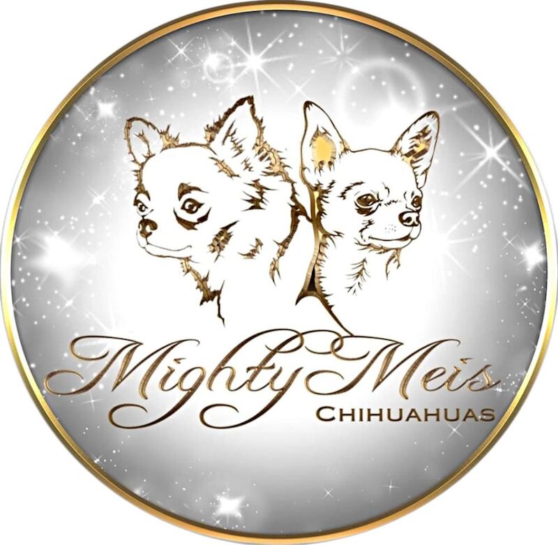 Anna - Licensed Chihuahua Breeder on Chihuahua Owners - Image 1