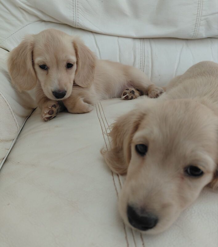 Jo Truscott - Licensed Chihuahua Breeder on Chihuahua Owners - Image 1