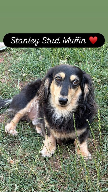 Jo Truscott - Licensed Chihuahua Breeder - Image 3