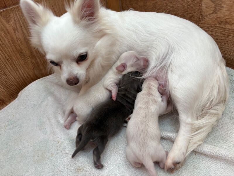 Jo Truscott - Licensed Chihuahua Breeder - Image 5