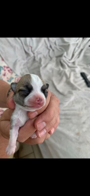 Jo Truscott - Licensed Chihuahua Breeder on Chihuahua Owners - Image 6