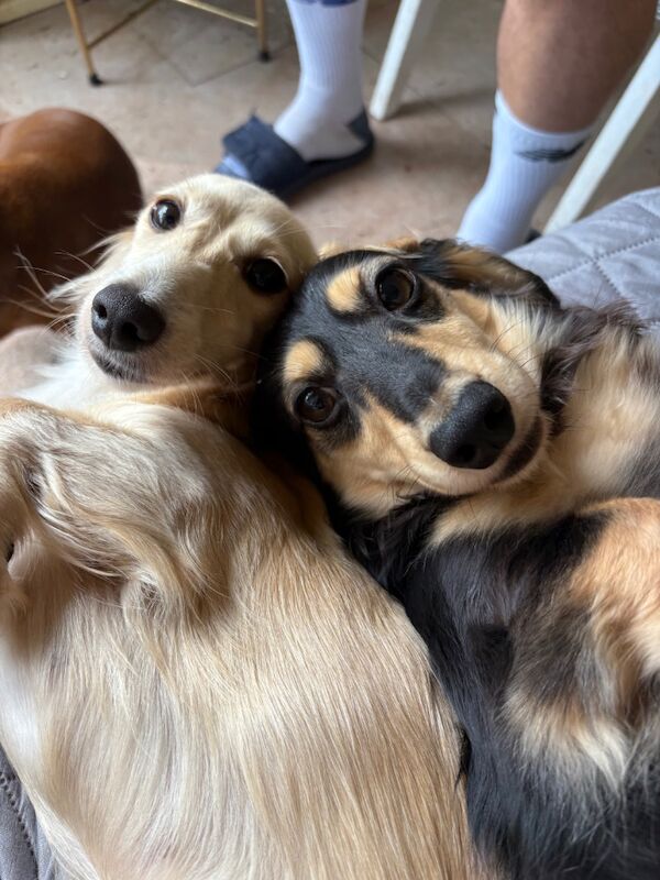Jo Truscott - Licensed Chihuahua Breeder on Chihuahua Owners - Image 7