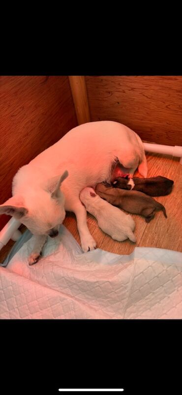Jo Truscott - Licensed Chihuahua Breeder on Chihuahua Owners - Image 10