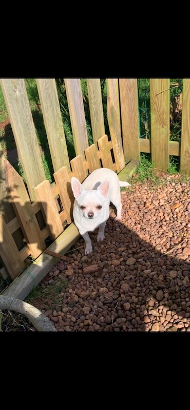 Jo Truscott - Licensed Chihuahua Breeder on Chihuahua Owners - Image 11