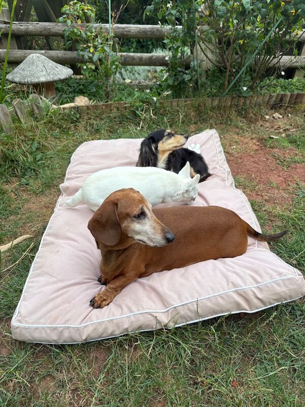 Jo Truscott - Licensed Chihuahua Breeder on Chihuahua Owners - Image 12